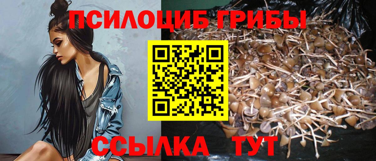 Псилоцибиновые грибы Psilocybe  Галлюциногенные грибы прущие грибы  Вход с VPN  Тверь 